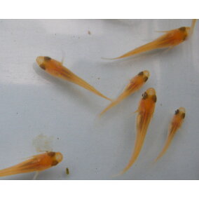 楽天市場 観賞魚 種 観賞魚 メダカ 人気ランキング1位 売れ筋商品 楽天市場 観賞魚 種 観賞魚 メダカ 人気ランキング1位 売れ筋商品